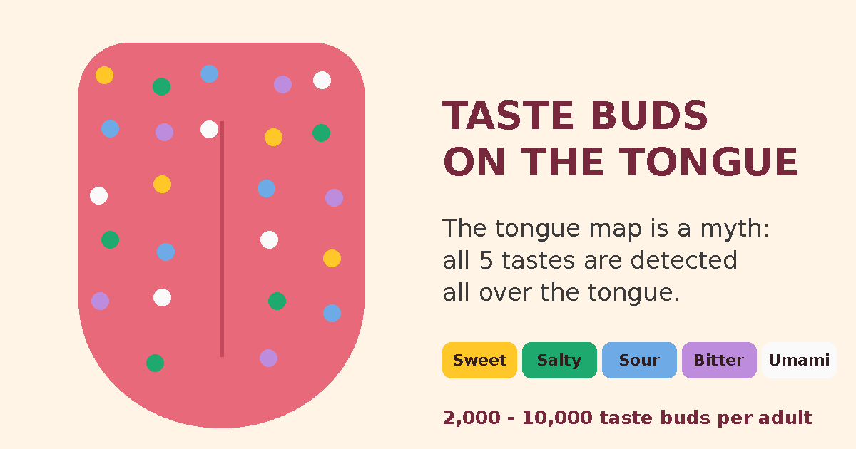Taste Buds on the Tongue